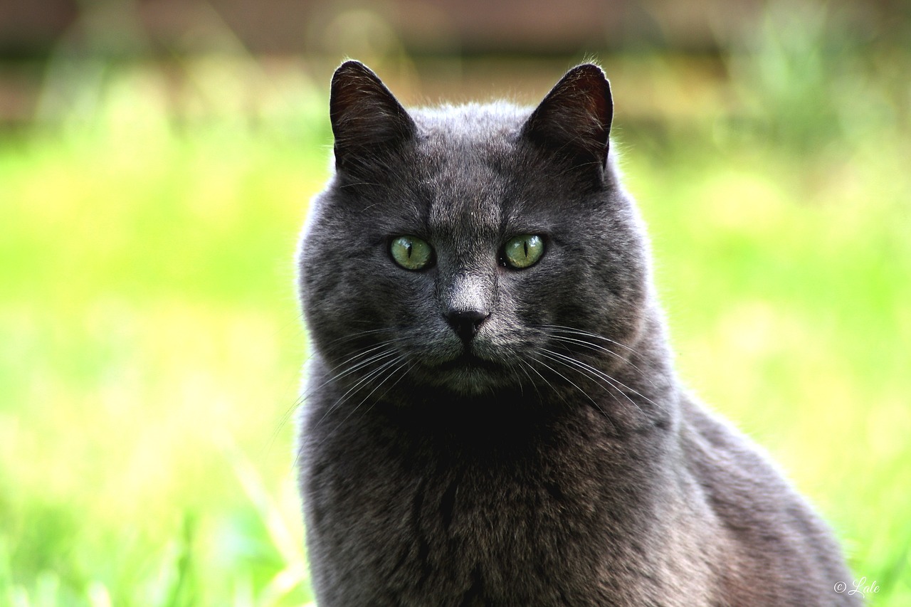 The Most Common Health Issues in Cats by Breed